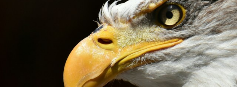 American Eagle Day