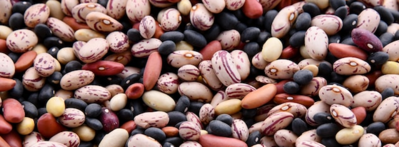 National Bean Day