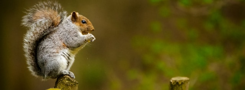 Squirrel Appreciation Day