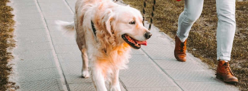 Walking the Dog Day