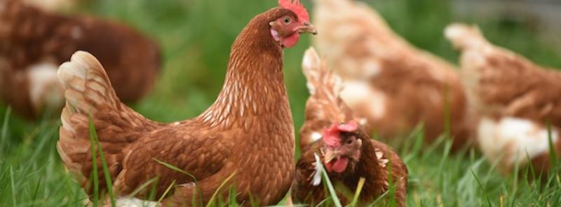 National Poultry Day