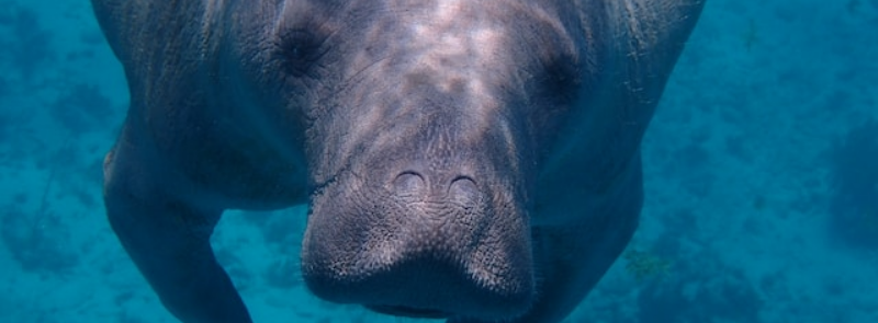 Manatee Appreciation Day
