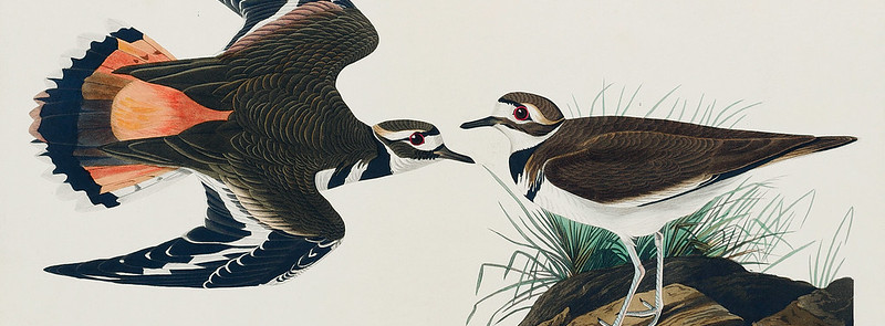 National Audubon Day