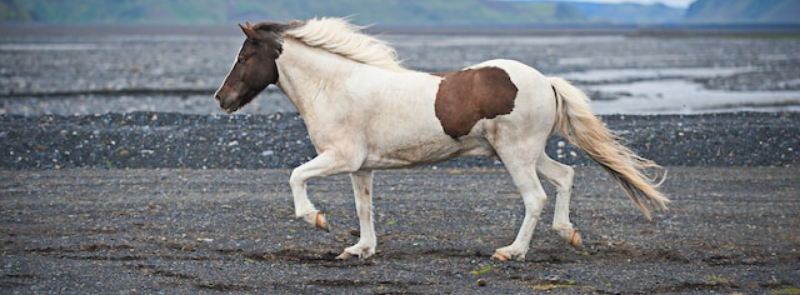 National Help a Horse Day