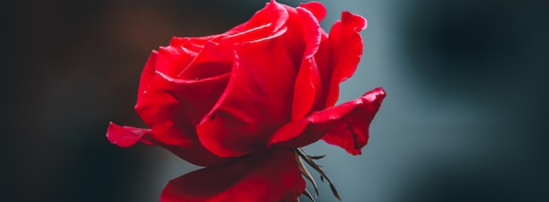 National Peace Rose Day