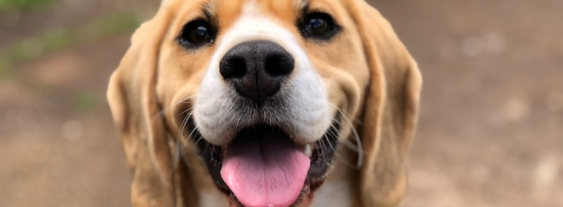 National Adopt a Shelter Pet Day