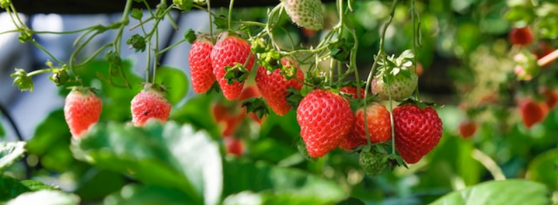 National Pick Strawberries Day