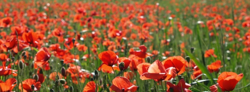 National Poppy Day