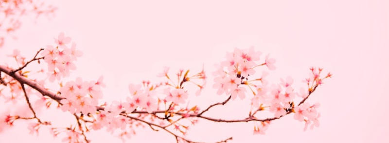 National Pink Day