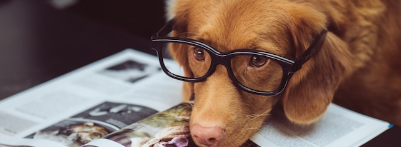 National Take Your Dog To Work Day