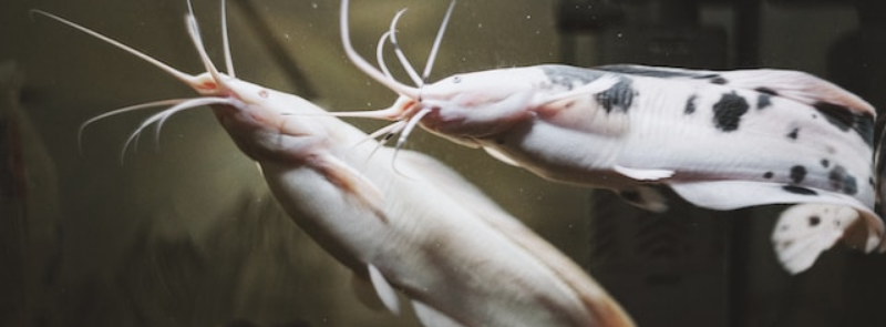 National Catfish Day