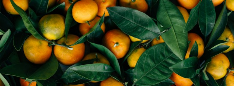 National Orange Blossom Day