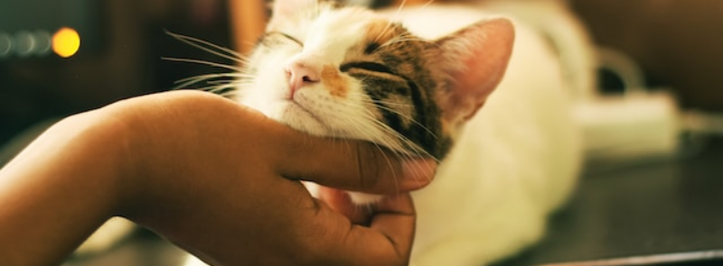 National Take Your Cat To The Vet Day