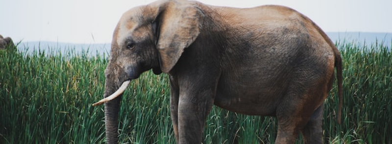 National Elephant Appreciation Day