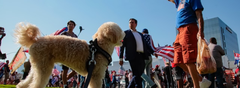 National Checkers Dogs in Politics Day