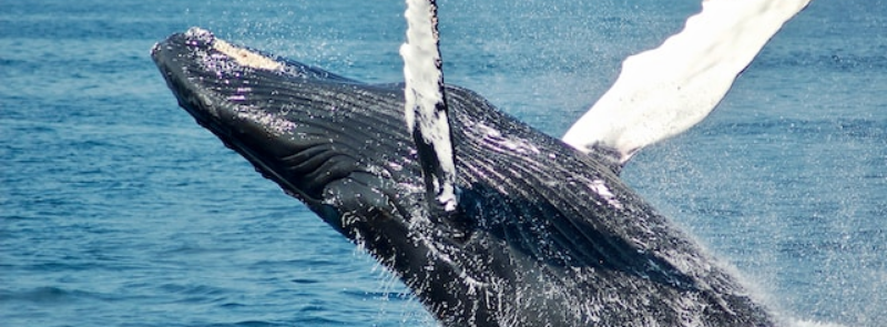 National Shamu the Whale Day