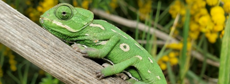 National Reptile Awareness Day