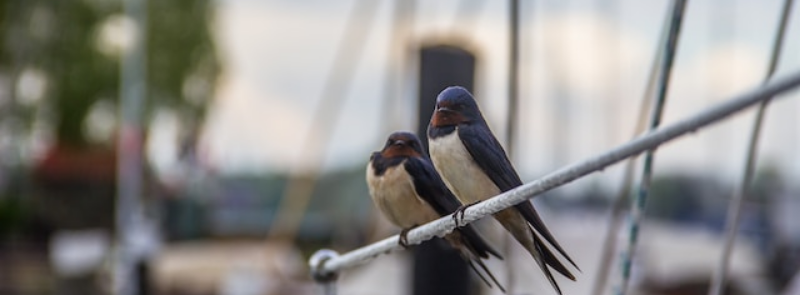 Swallows Depart from San Juan Capistrano Day