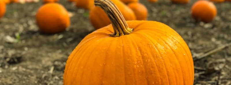 National Pumpkin Day