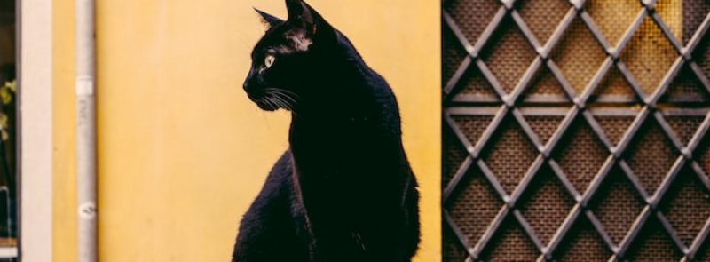 National Black Cat Day