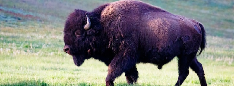 National Bison Day