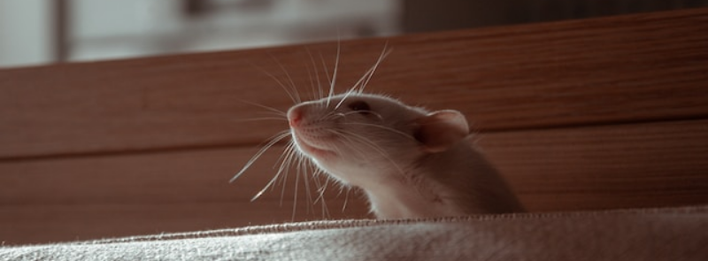 National Rat Catchers Day