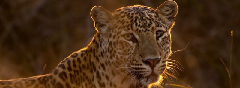 International Day of the Arabian Leopard