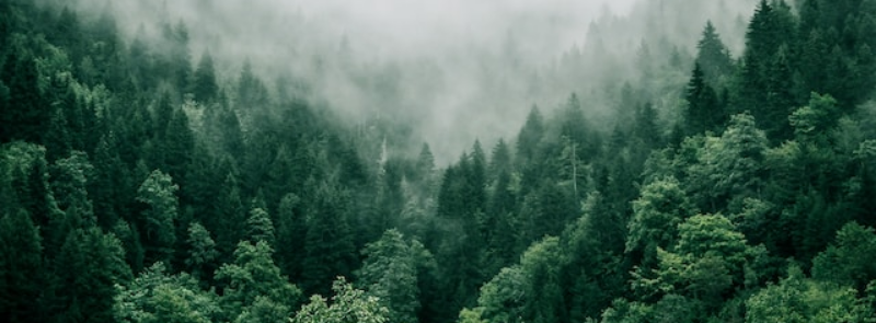 International Day of Forests