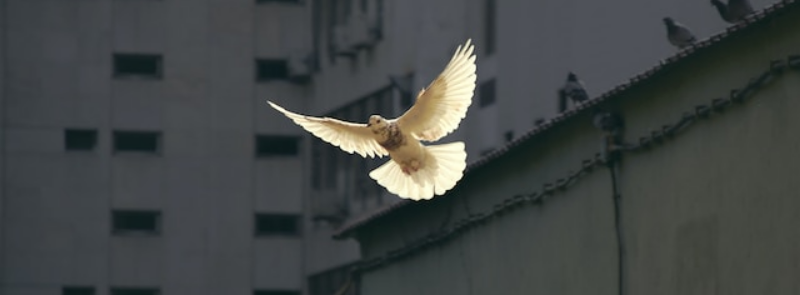 International Day of Multilateralism and Diplomacy for Peace