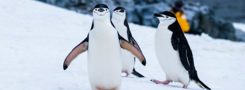 World Penguin Day