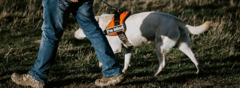 International Guide Dog Day