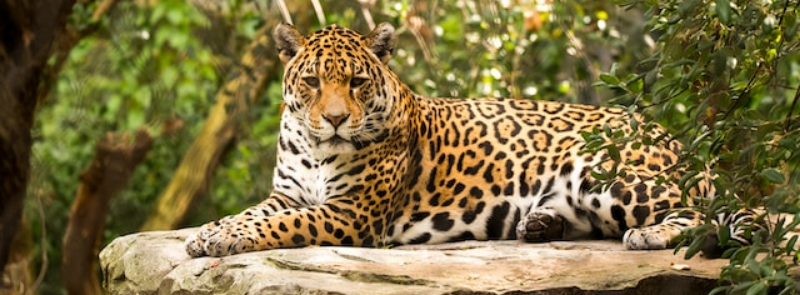 International Jaguar Day