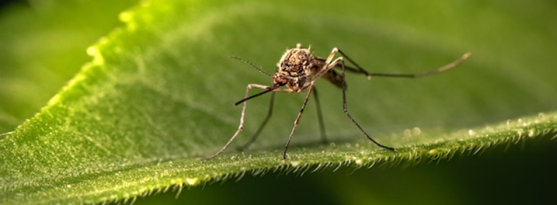 World Mosquito Day