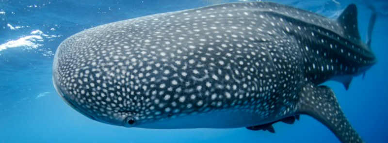 International Whale Shark Day