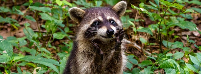 International Raccoon Appreciation Day