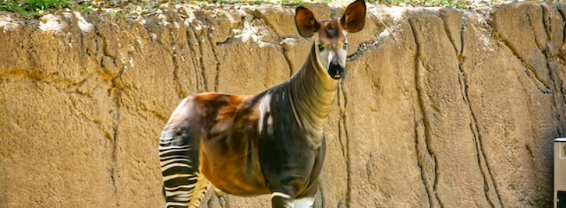 World Okapi Day