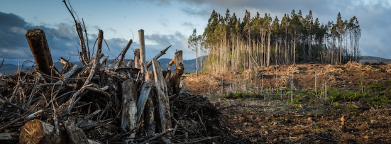 International Day Against Climate Change