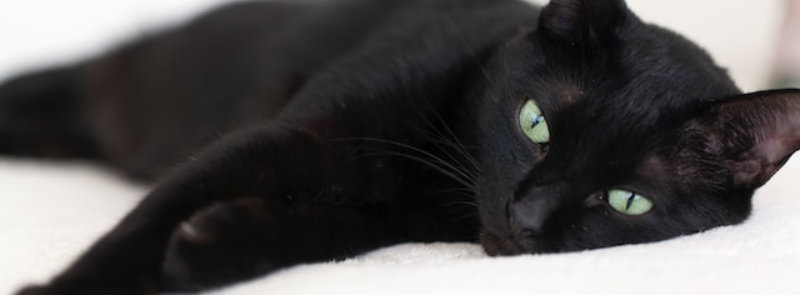 National Black Cat Day