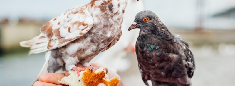 RSPB Feed the Birds Day