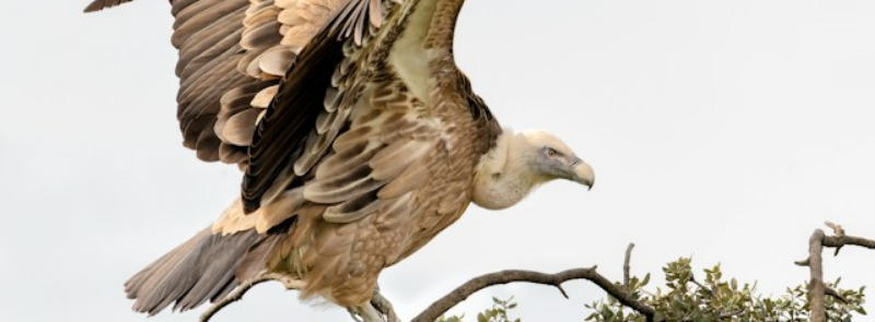 International Vulture Awareness Day
