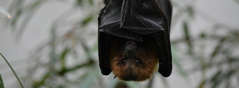 International Bat Night