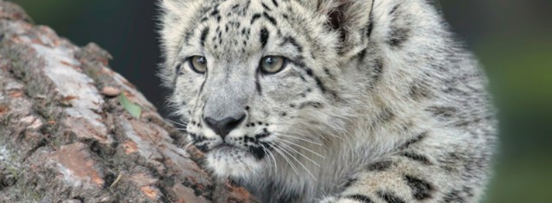 International Snow Leopard Day