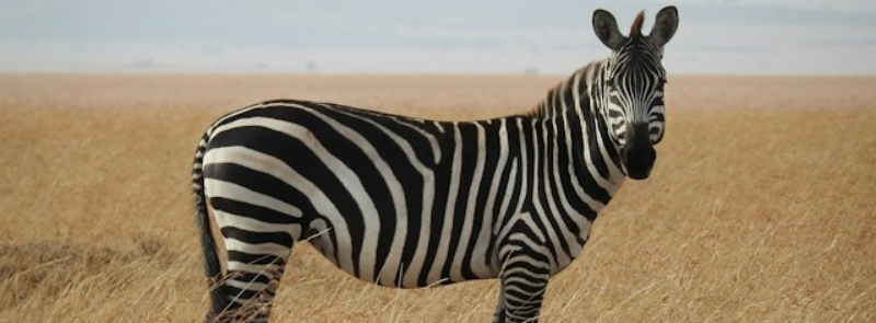 International Zebra Day