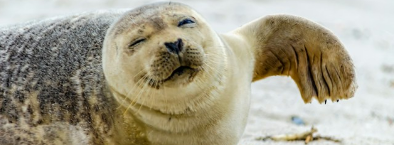 International Seal Day