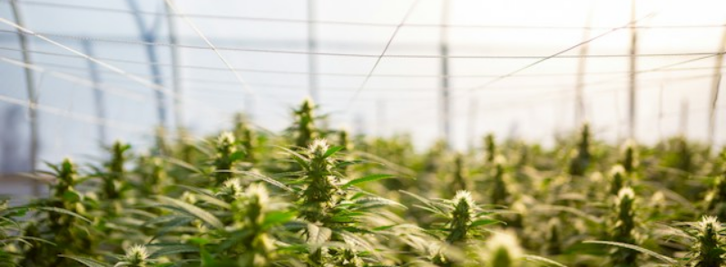 International Hemp Day