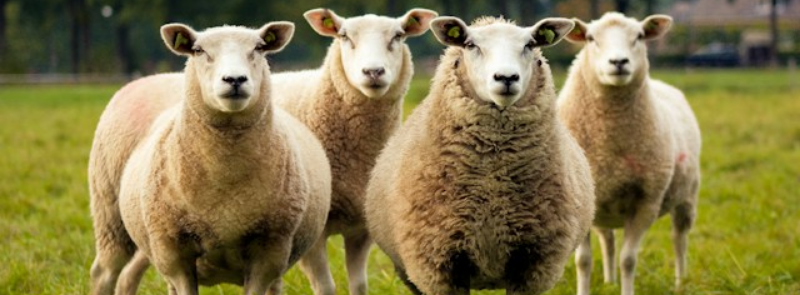 International Heritage Breeds Week