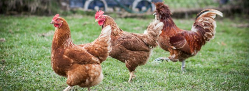 International Respect for Chickens Month