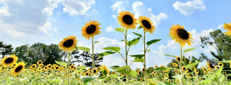International Sunflower Guerilla Gardening Day