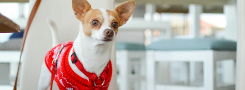 International Chihuahua Appreciation Day