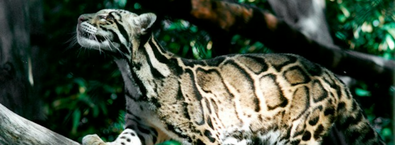 International Clouded Leopard Day